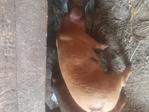 Vand scrfita din mamă duroc  tata duroc -petrean 