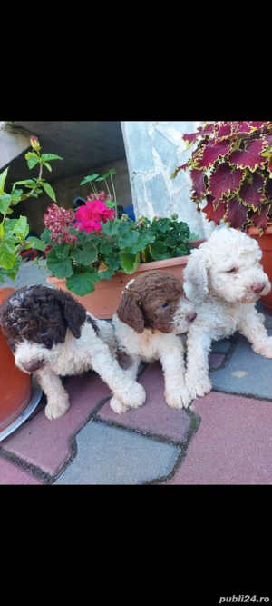 Lagotto romagnolo fetita  disponibila  - imagine 3