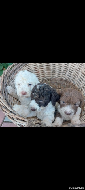 Lagotto romagnolo fetita  disponibila  - imagine 4