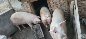 Porc gras de vânzare 