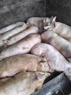 Porci de vanzare in carcasa - imagine 3