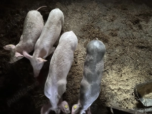 Soldani 40 kg  - imagine 2