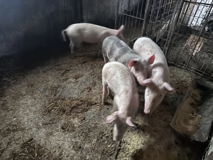 Soldani 40 kg  - imagine 3