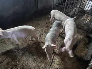 Soldani 40 kg  - imagine 4