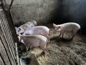 Soldani 40 kg  - imagine 5