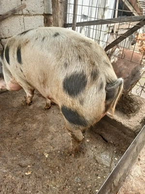 Vand porc rasa de carne