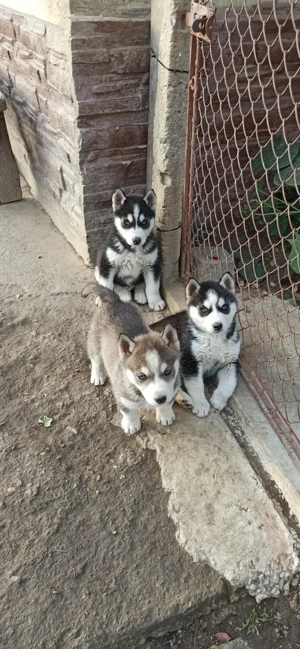 Catelusi Husky Siberian