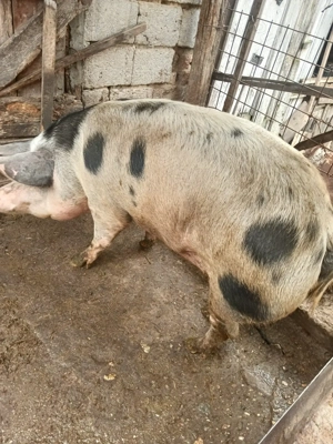 Vand porc rasa de carne - imagine 3