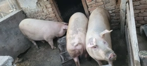 Porc gras de vânzare  - imagine 4