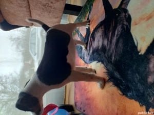 foxterieri cu par neted  - imagine 2