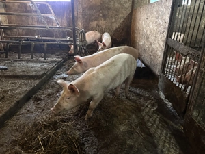 Soldani landrace de 40 kg - imagine 4