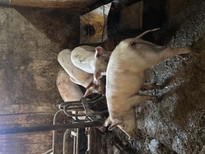 Soldani landrace de 40 kg - imagine 2