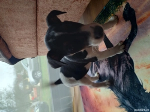 foxterieri cu par neted  - imagine 3