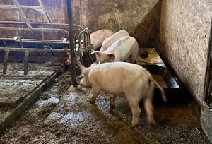 Soldani landrace de 40 kg