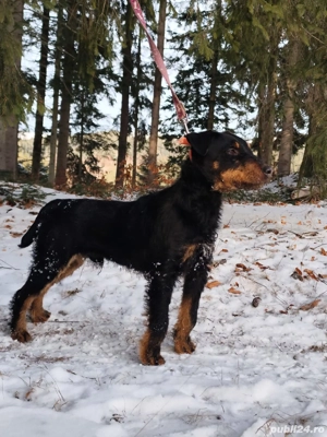 pui jack terrier 8 saptamani 