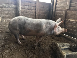 Vand scroafa pentru sacrificat rasa de carne aprox 150 kg. Scroafa tanara