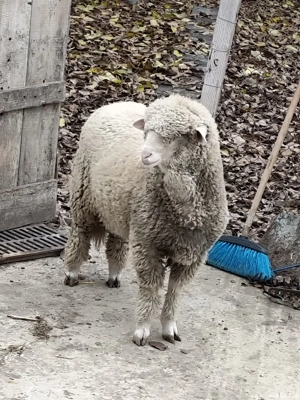  porci si berbec de vazare 4 pucele si un baiat vand tot  - imagine 5