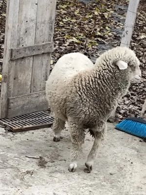  porci si berbec de vazare 4 pucele si un baiat vand tot  - imagine 4