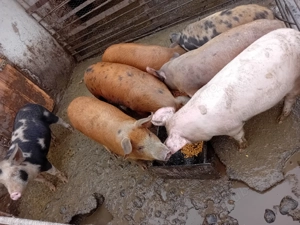 De vanzare soldani 40-50 kg  - imagine 2