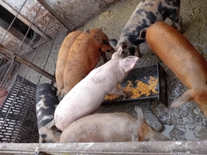 De vanzare soldani 40-50 kg  - imagine 4