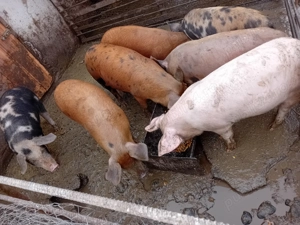 De vanzare soldani 40-50 kg 