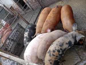 De vanzare soldani 40-50 kg  - imagine 3