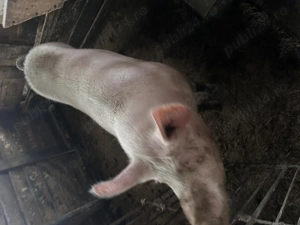 Vand scroafa de sacrificat rasa marele alb(160-200kg) tanara - imagine 3
