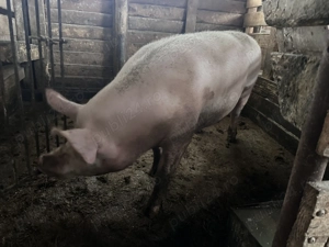 Vand scroafa de sacrificat rasa marele alb(160-200kg) tanara - imagine 5