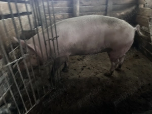 Vand scroafa de sacrificat rasa marele alb(160-200kg) tanara