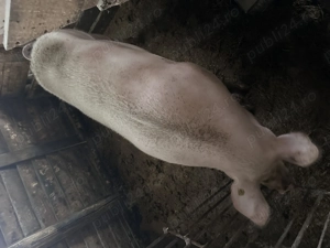 Vand scroafa de sacrificat rasa marele alb(160-200kg) tanara - imagine 2