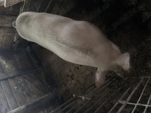 Vand scroafa de sacrificat rasa marele alb(160-200kg) tanara - imagine 4