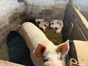 Vand scroafa cu 10 purcei