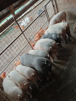 Vând porci de crescut sau de sacrificat  - imagine 3