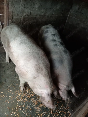 Vând porci de crescut sau de sacrificat  - imagine 5