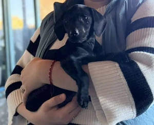 DONEZ pui Teckel (Soricar) in varsta de 2 luni