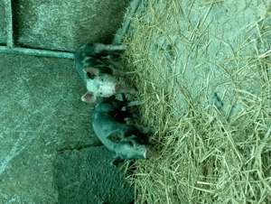 Purcei 6 săptămâni 