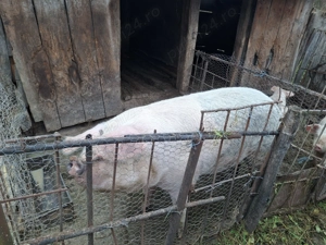 Vând scrofita tânără 180-200 kg