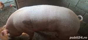 porci de vamzare  - imagine 2