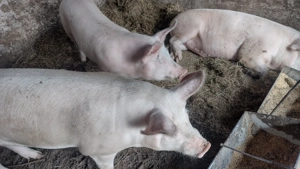 De vânzare porci crescuți în gospodărie!