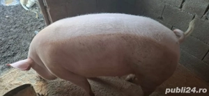 porci de vamzare  - imagine 3
