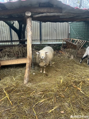 mior de prasila - imagine 2