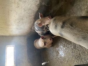 Porci de vânzare  - imagine 4