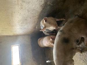 Porci de vânzare  - imagine 2