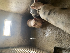 Porci de vânzare  - imagine 3