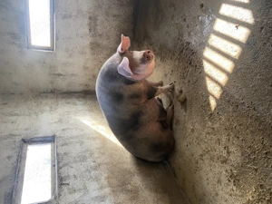 Porci de vânzare  - imagine 5