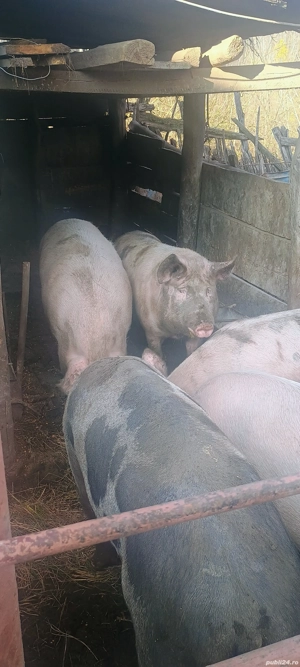 Porci:Marele -Alb - imagine 3