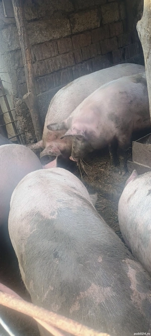 Porci:Marele -Alb - imagine 4