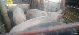 Porci:Marele -Alb - imagine 2