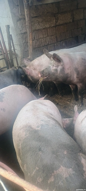 Porci:Marele -Alb - imagine 5