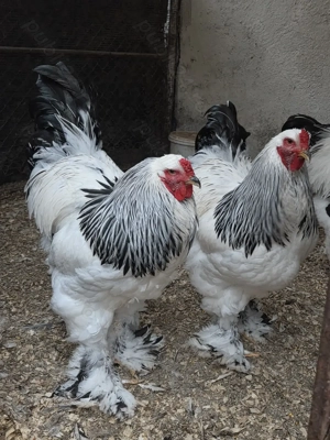 Cocos Brahma Hd, rasa pura